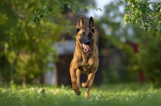 Universal K9